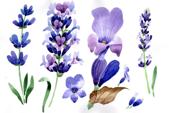 Download Purple Lavender Flowers Watercolor Macro - Lavender flowers Collection