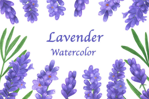 Download Collection Lavender Flowers Watercolor - Lavender flowers Collection